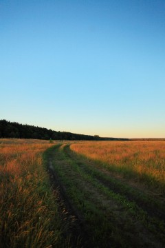 Вечер на солонцах