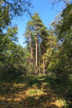 Шишкинская осень