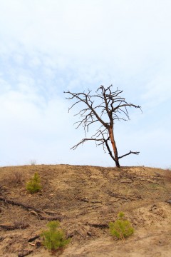 Судьба Кременского леса.