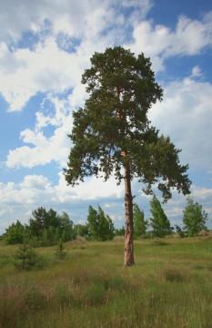 Кременская сакура.