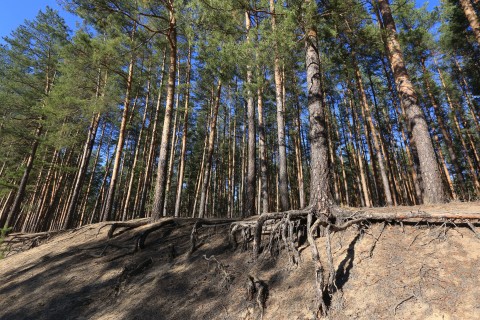 В Кременском бору.