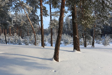 Кременской лес в январе.