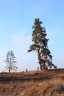 Былины