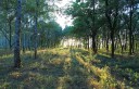  Золотистый закат